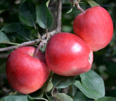 Яблоня Гала Галавал (Galaval) 