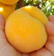 Персик Ромеа (Перкоче) гибрид (персик - абрикос) 