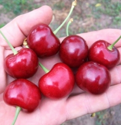 Черешня Каресова
