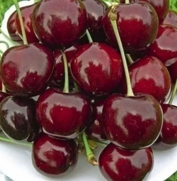 Черешня колоновидная Яхим 