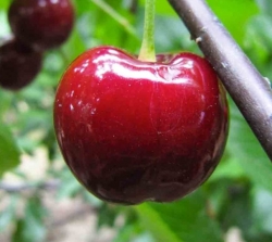 Черешня Грейс Стар (Грей Стар) 