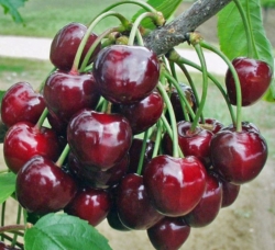 Черешня ранняя Кассандра (Касандра) 