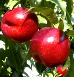 Нектарин колоновидный Алицекол