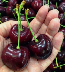 Черешня Пикота (PICOTA)  Испания 