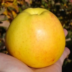 Яблоня Озарк Голд (Оцарк Голд) 