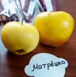 Яблоня Матрешка (Партенокарпичная) Матрёшка 