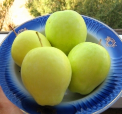 Яблоня Минкар