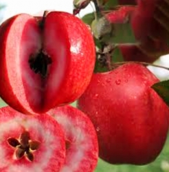 Яблоня красномясая "Ред Кетти" (Red Katty)