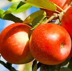 Яблоня Ариан