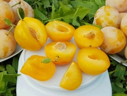 Слива Желтая Афаска