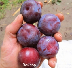 Диплоидная слива Вейлор