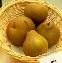 Груша Юта