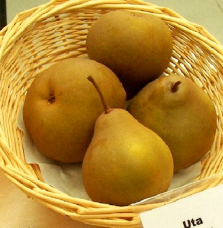 Груша Юта