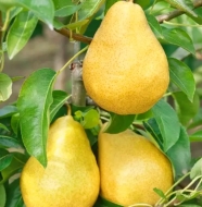 Груша Пьер Корнель