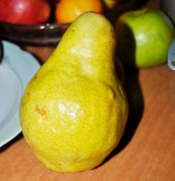 Груша Ксена