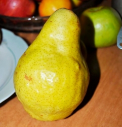 Груша Ксена