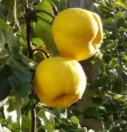 Айва Мария