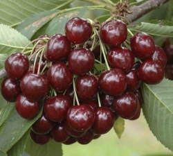 Черешня Стелла 