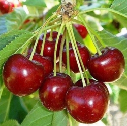 Черешня Гранель