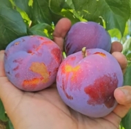 Диплоидная слива Фортуна 