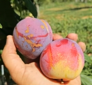 Диплоидная слива Фортуна 