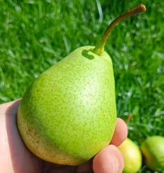 Груша Кудесница
