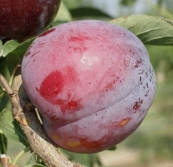 Диплоидная слива Гайя (Гая) 