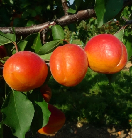 Абрикос Кулгат