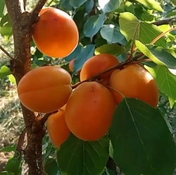 Абрикос Леджуна