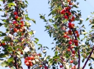 Абрикос Саратовский Рубин