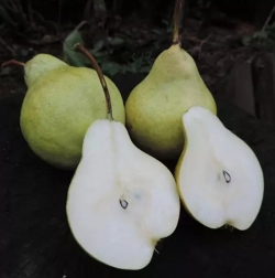Груша Денизе (Дениса)
