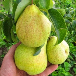 Груша Просто Мария