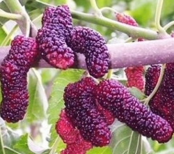 Шелковица Розовая Медовая