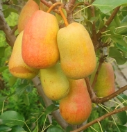 Груша Красива (Красивая)