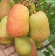 Груша Красива (Красивая)