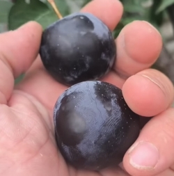 Плаэри Био Черри (Плуери) Bio Cherry Pluerry гибрид (слива-черешня-алыча)