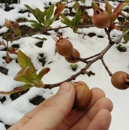 Мушмула Словацкая