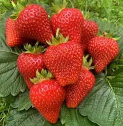 Клубника ранняя Мария
