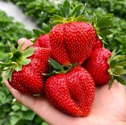 Клубника средняя Маршмеллоу