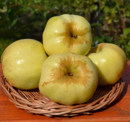 Яблоня Антоновка Белая