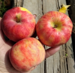 Яблоня Анис Алый (Розовый)