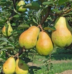 Груша Ноябрьская Молдовы