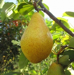 Груша Мелина (Mellina) Милена, Меллина