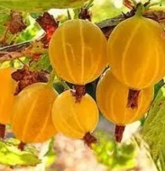Крыжовник Медовый (желтый) (бесшипный)