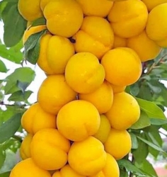 Диплоидная слива Лодва