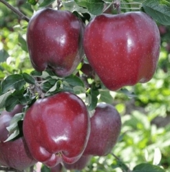 Яблоня Кинг Роад Ред Делициос (King Roat Red Delicious) 