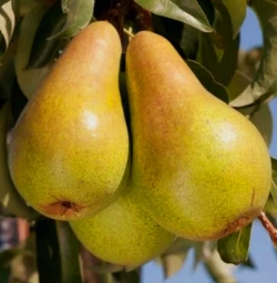 Груша Курортница