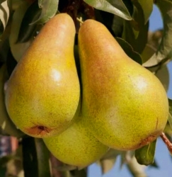 Груша Курортница
