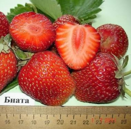 Клубника средняя Биата