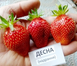 Клубника ранняя Десна